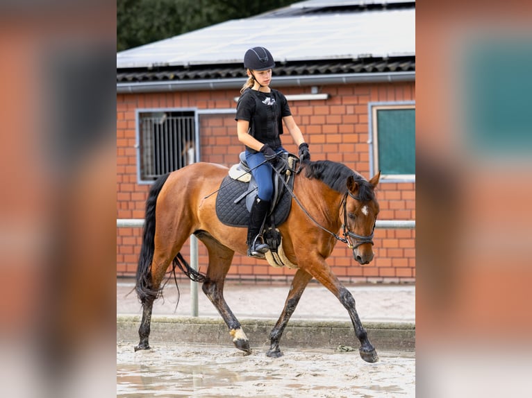 German Riding Pony Mare 17 years 14,1 hh Brown in Ascheberg