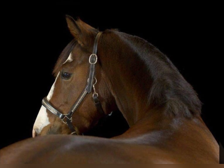 German Riding Pony Mare 17 years 14,1 hh Brown in Wusterhausen (Dosse) German Riding Pony Mare 17 years 14,1 hh Brown in Wusterhausen (Dosse)