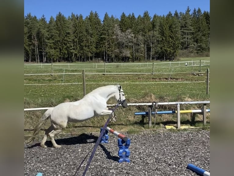 German Riding Pony Mix Mare 17 years 14,1 hh Grey in Loßburg
