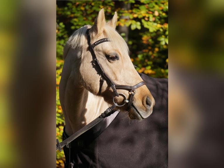 German Riding Pony Mare 17 years 14,2 hh Palomino in Dieburg