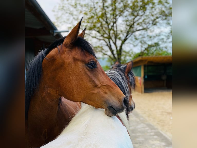 German Riding Pony Mare 17 years 14,3 hh Brown in Eitorf