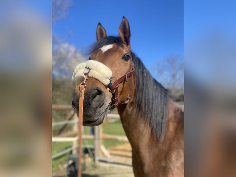 German Riding Pony Mare 17 years 14,3 hh Brown in Eitorf