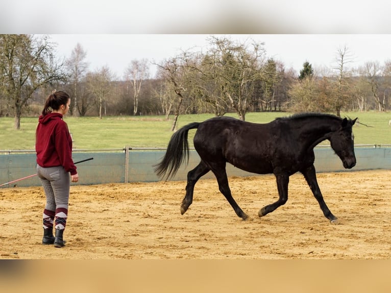 German Riding Pony Mare 17 years 15 hh Black in Himmelpforten