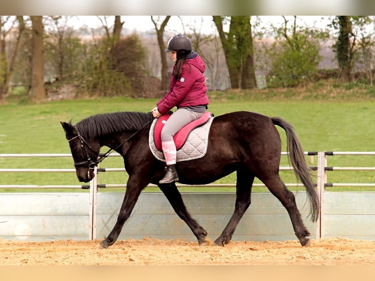 German Riding Pony Mare 17 years 15 hh Black in Himmelpforten