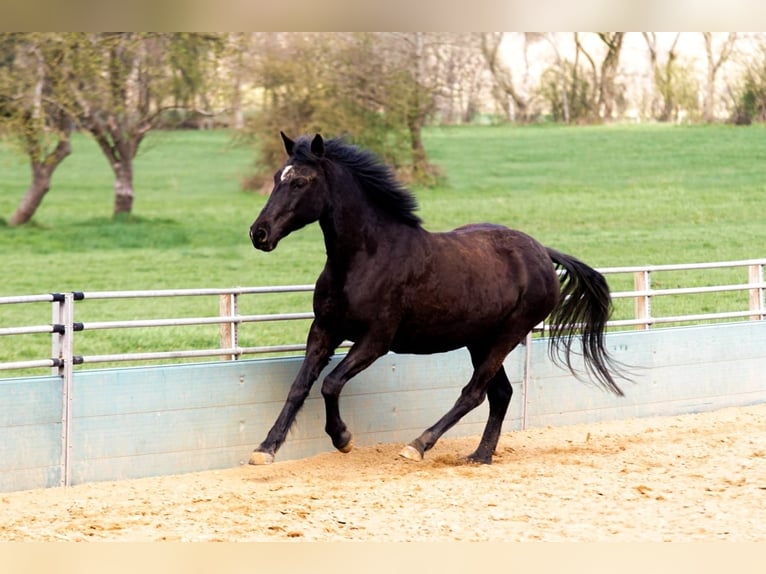 German Riding Pony Mare 17 years 15 hh Black in Himmelpforten