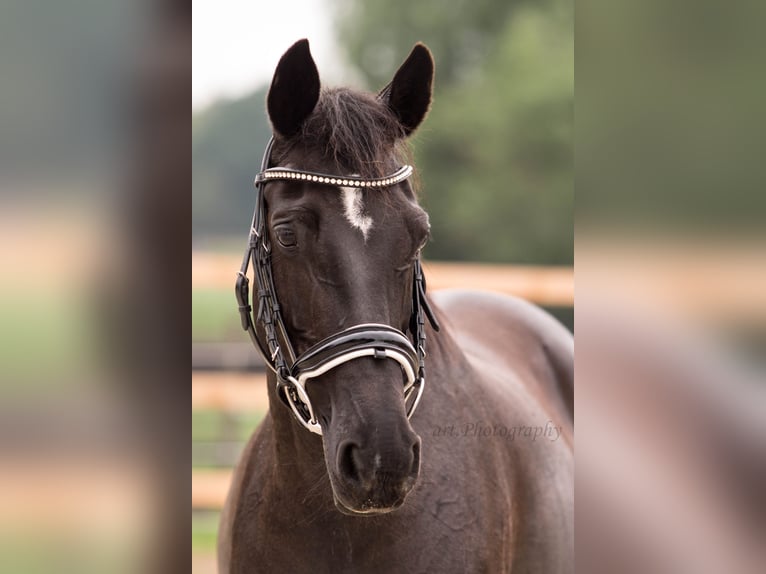 German Riding Pony Mare 17 years 15 hh Black in Himmelpforten