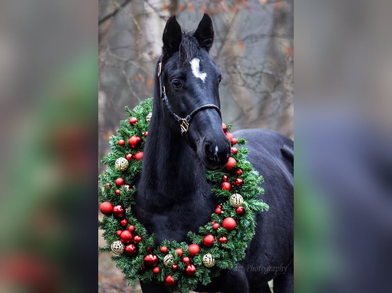 German Riding Pony Mare 17 years 15 hh Black in Himmelpforten