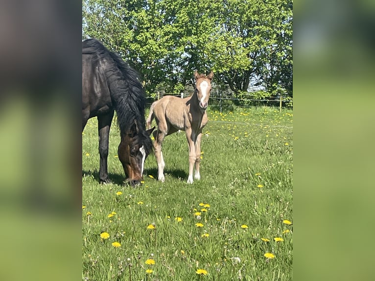 German Riding Pony Mare 18 years 13,2 hh Bay-Dark in Risum-Lindholm