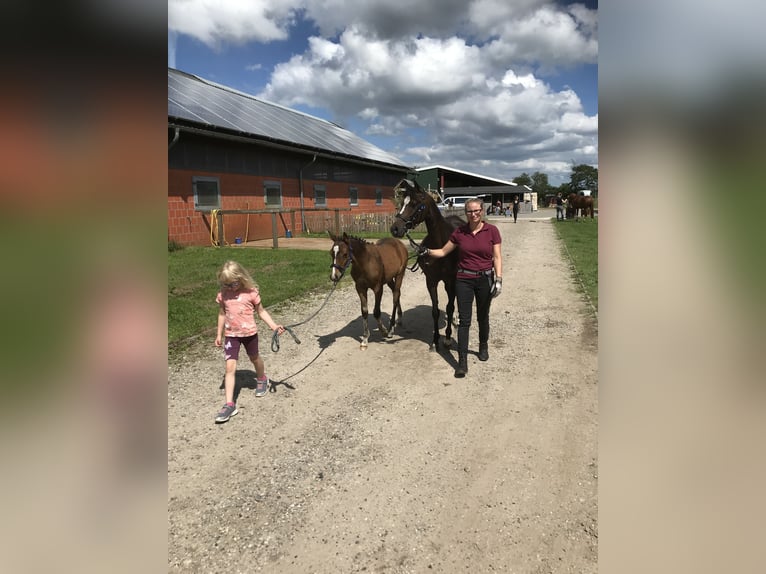 German Riding Pony Mare 18 years 13,2 hh Bay-Dark in Risum-Lindholm