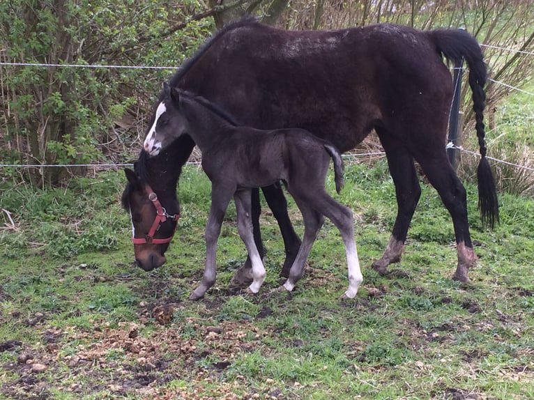 German Riding Pony Mare 18 years 13,2 hh Bay-Dark in Risum-Lindholm