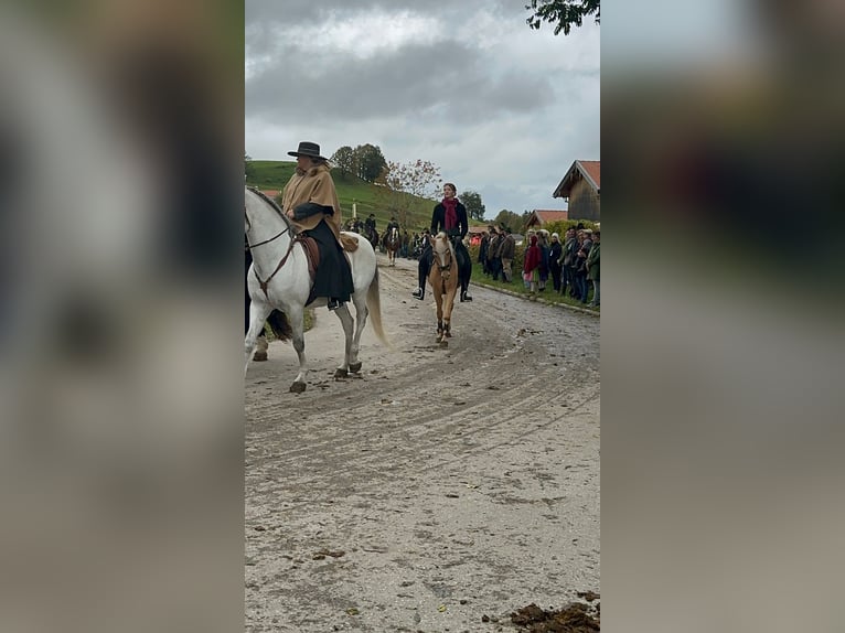 German Riding Pony Mare 18 years 13.2 hh Palomino in Bruckmühl