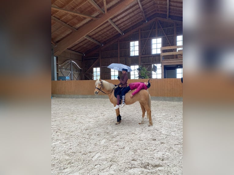 German Riding Pony Mare 18 years 13.2 hh Palomino in Bruckmühl