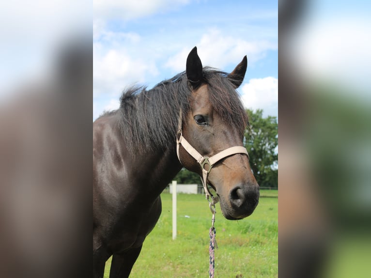 German Riding Pony Mix Mare 18 years 13,3 hh Bay-Dark in Barsbüttel