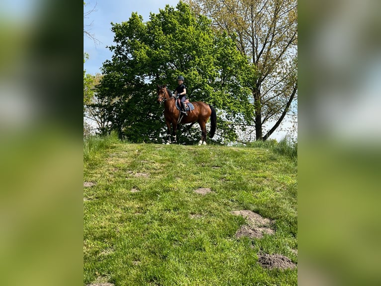 German Riding Pony Mare 18 years 13.3 hh Brown in Uetersen