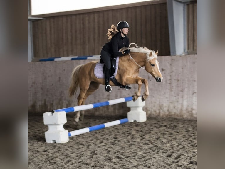 German Riding Pony Mare 18 years 13,2 hh Palomino in Bruckmühl