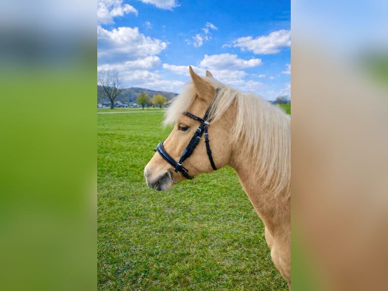 German Riding Pony Mare 18 years 13,2 hh Palomino in Bruckmühl