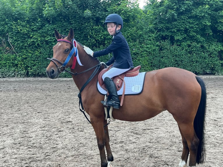 German Riding Pony Mare 18 years 13,3 hh Brown in Uetersen