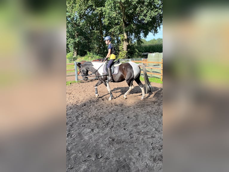German Riding Pony Mix Mare 18 years 14,1 hh Pinto in Friesoythe