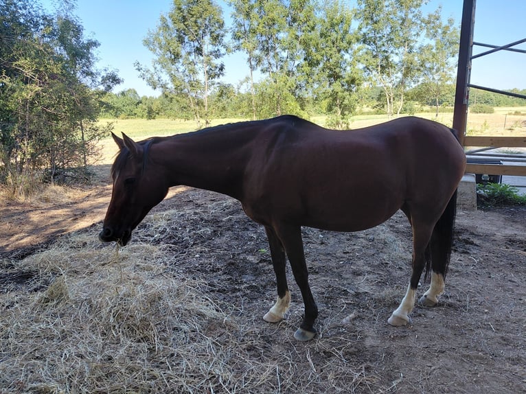 German Riding Pony Mare 18 years 14.2 hh Bay-Dark in Bourlens