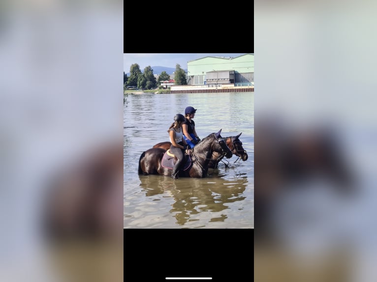 German Riding Pony Mare 18 years 14,2 hh Black in Teisnach