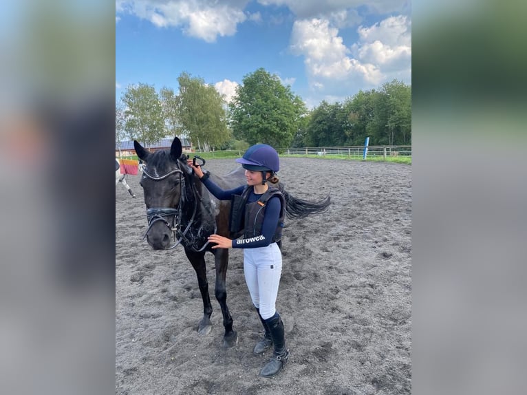 German Riding Pony Mare 18 years 14.2 hh Black in Eichenbühl