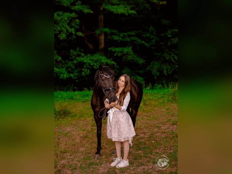 German Riding Pony Mare 18 years 14.2 hh Black in Eichenbühl