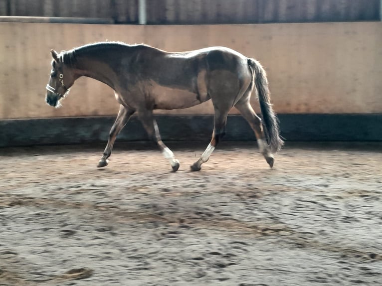 German Riding Pony Mare 18 years 14.2 hh Chestnut-Red in Heidgraben