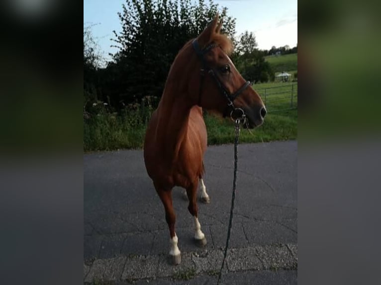 German Riding Pony Mare 18 years 14 hh Chestnut-Red in Roetgen