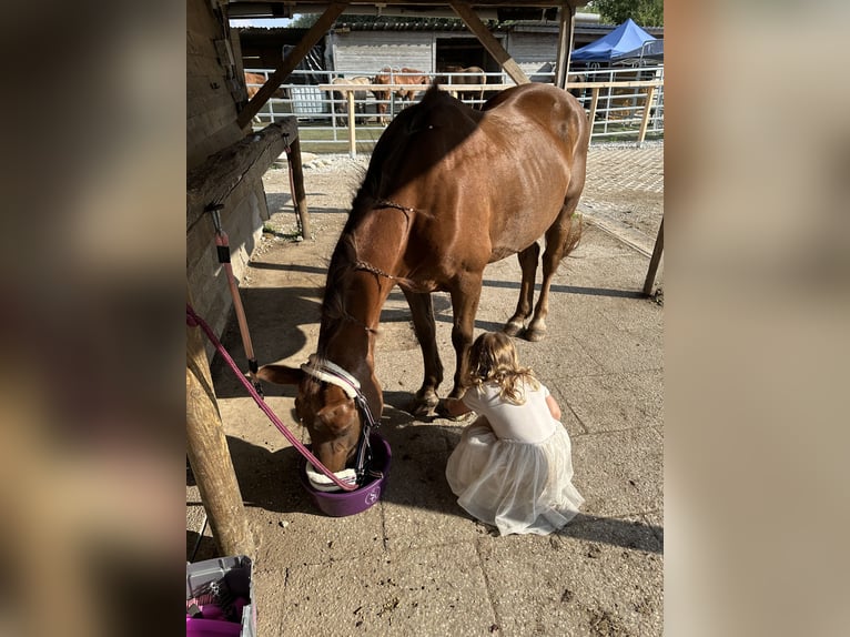 German Riding Pony Mix Mare 18 years 14 hh Chestnut-Red in München