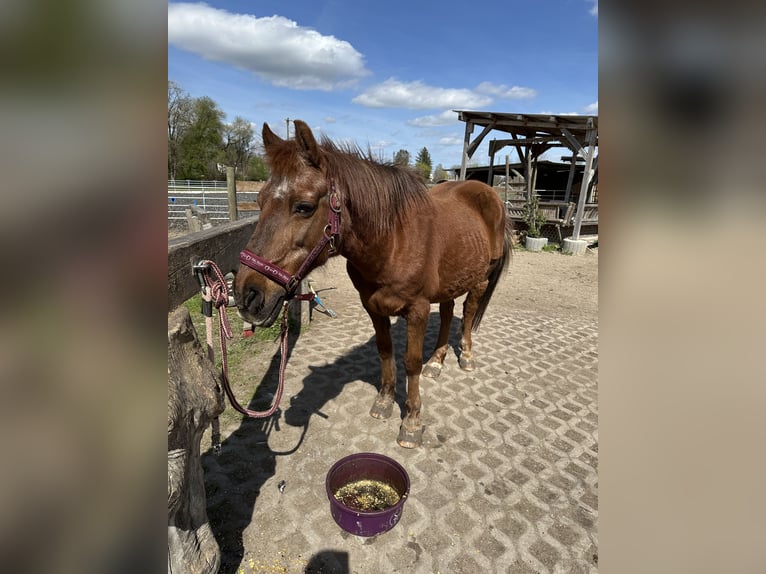 German Riding Pony Mix Mare 18 years 14 hh Chestnut-Red in München