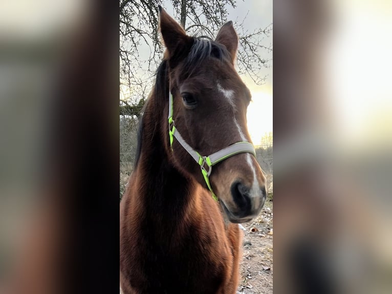 German Riding Pony Mare 18 years 14,1 hh Bay-Dark in Bad Wildbad im Schwarzwald