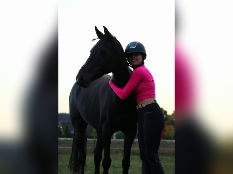 German Riding Pony Mare 18 years 14,1 hh Bay-Dark in Seevetal