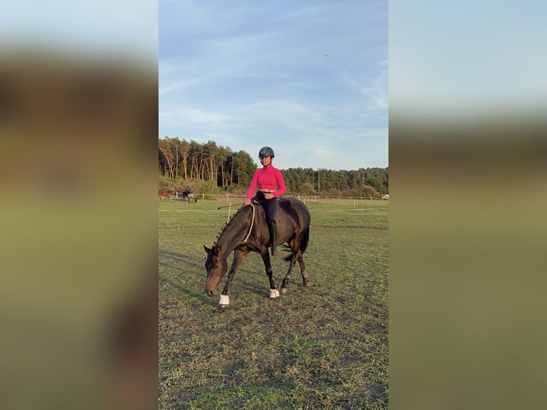 German Riding Pony Mare 18 years 14,1 hh Bay-Dark in Seevetal