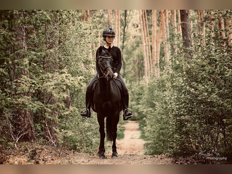 German Riding Pony Mare 18 years 14,1 hh Bay-Dark in Seevetal