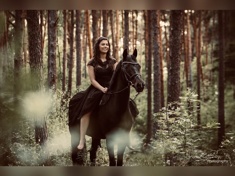 German Riding Pony Mare 18 years 14,1 hh Bay-Dark in Seevetal