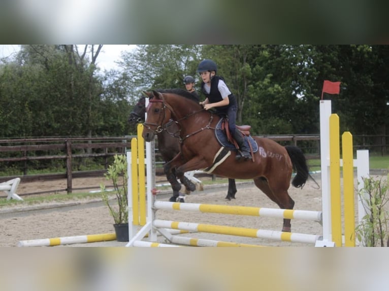 German Riding Pony Mare 18 years 14,1 hh Brown in Uetersen