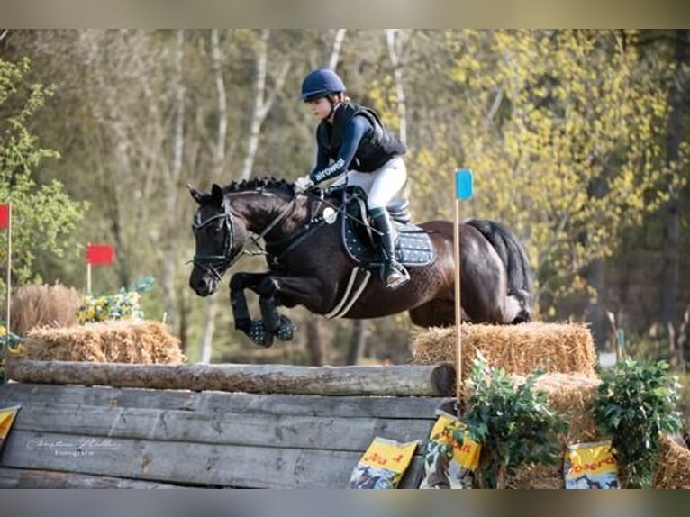 German Riding Pony Mare 18 years 14,2 hh Black in Eichenbühl