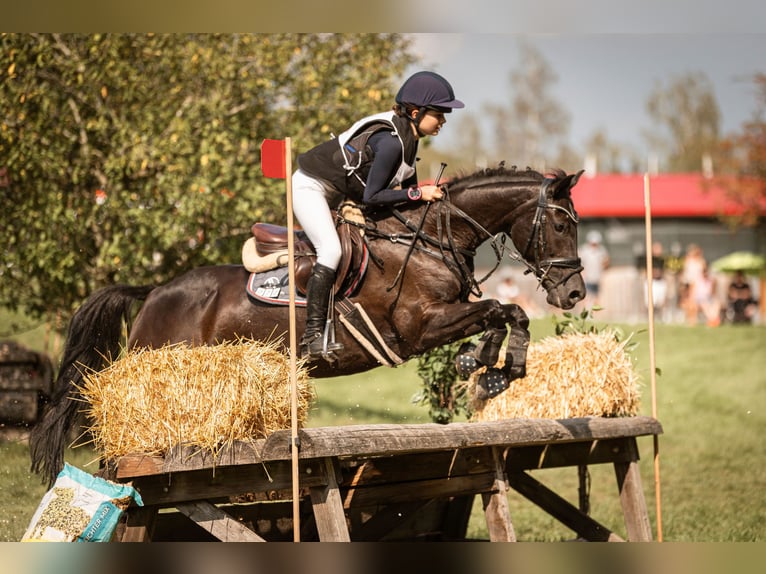 German Riding Pony Mare 18 years 14,2 hh Black in Eichenbühl