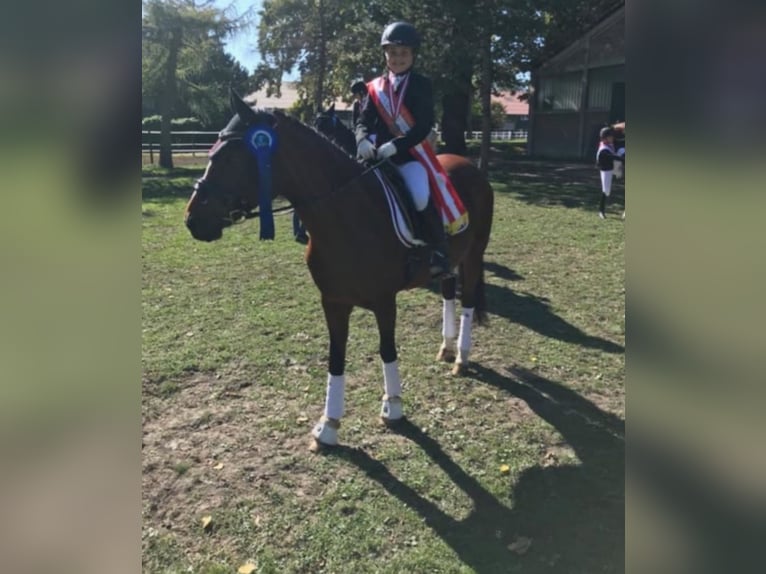 German Riding Pony Mare 18 years 14,2 hh Brown in Himberg