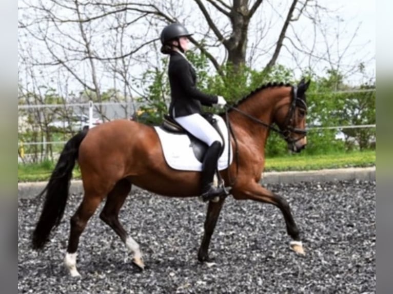 German Riding Pony Mare 18 years 14,2 hh Brown in Himberg