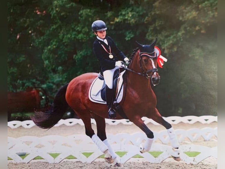 German Riding Pony Mare 18 years 14,2 hh Brown in Himberg