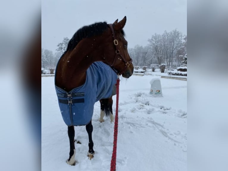 German Riding Pony Mare 18 years 14,2 hh Brown in Himberg