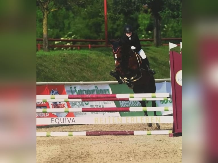 German Riding Pony Mare 18 years 14,2 hh Brown in Himberg