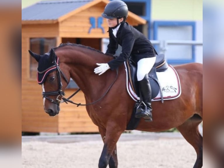 German Riding Pony Mare 18 years 14,2 hh Brown in Himberg