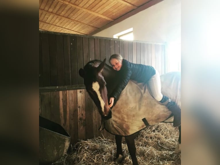 German Riding Pony Mare 18 years 14,2 hh Brown in Himberg