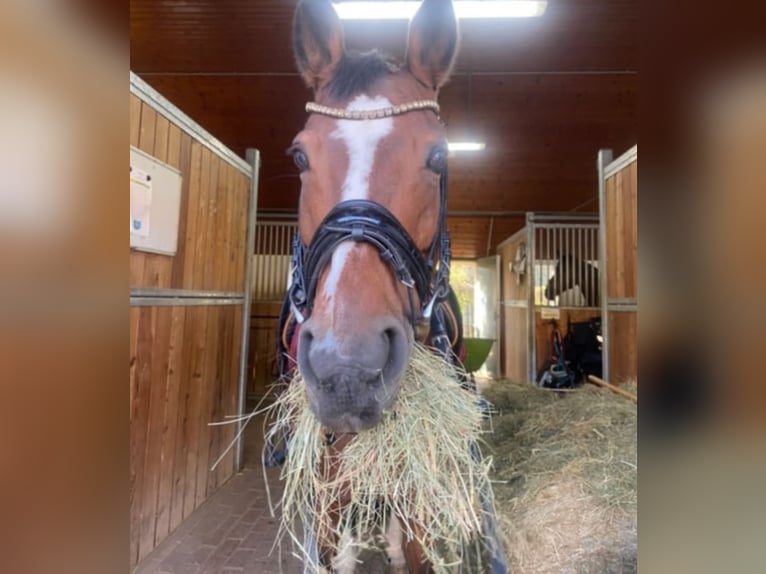 German Riding Pony Mare 18 years 14,2 hh Brown in Himberg