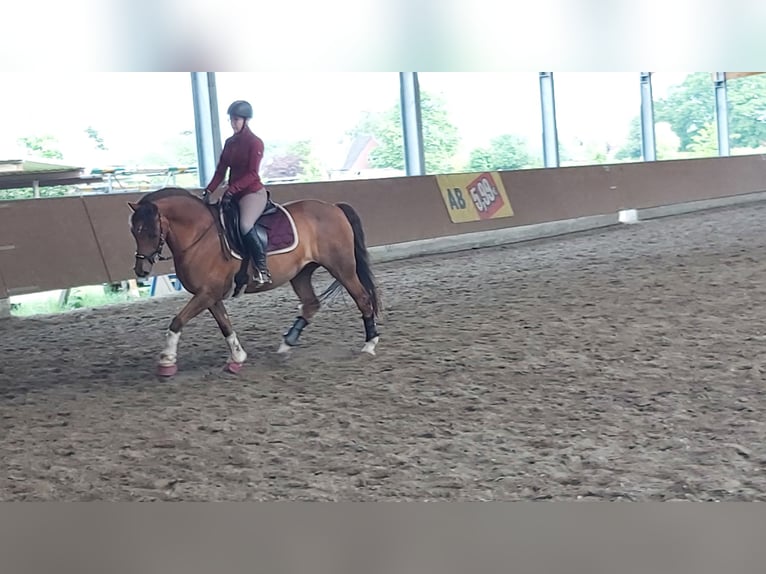 German Riding Pony Mare 18 years 14,2 hh Chestnut-Red in Heidgraben