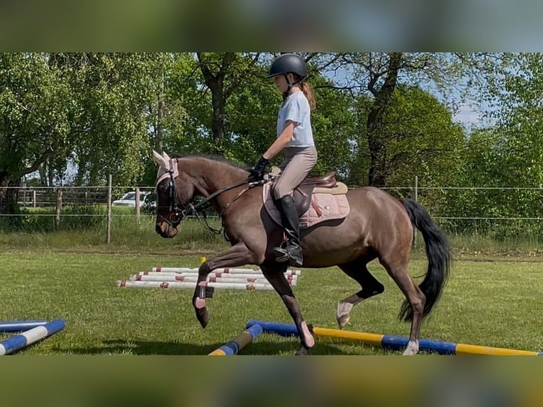 German Riding Pony Mare 19 years 12.2 hh Brown in Martfeld