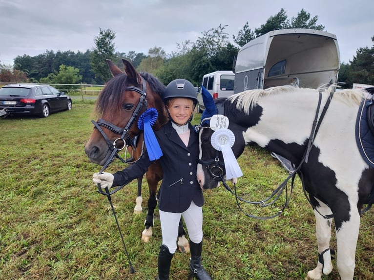 German Riding Pony Mare 19 years 13,1 hh Brown in Ritterhude