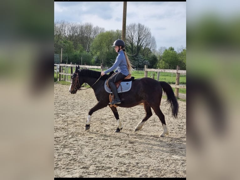 German Riding Pony Mare 19 years 13 hh Brown in Dortmund